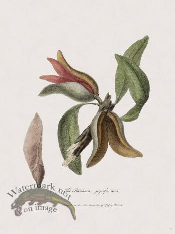 21 New Holland Caffowary